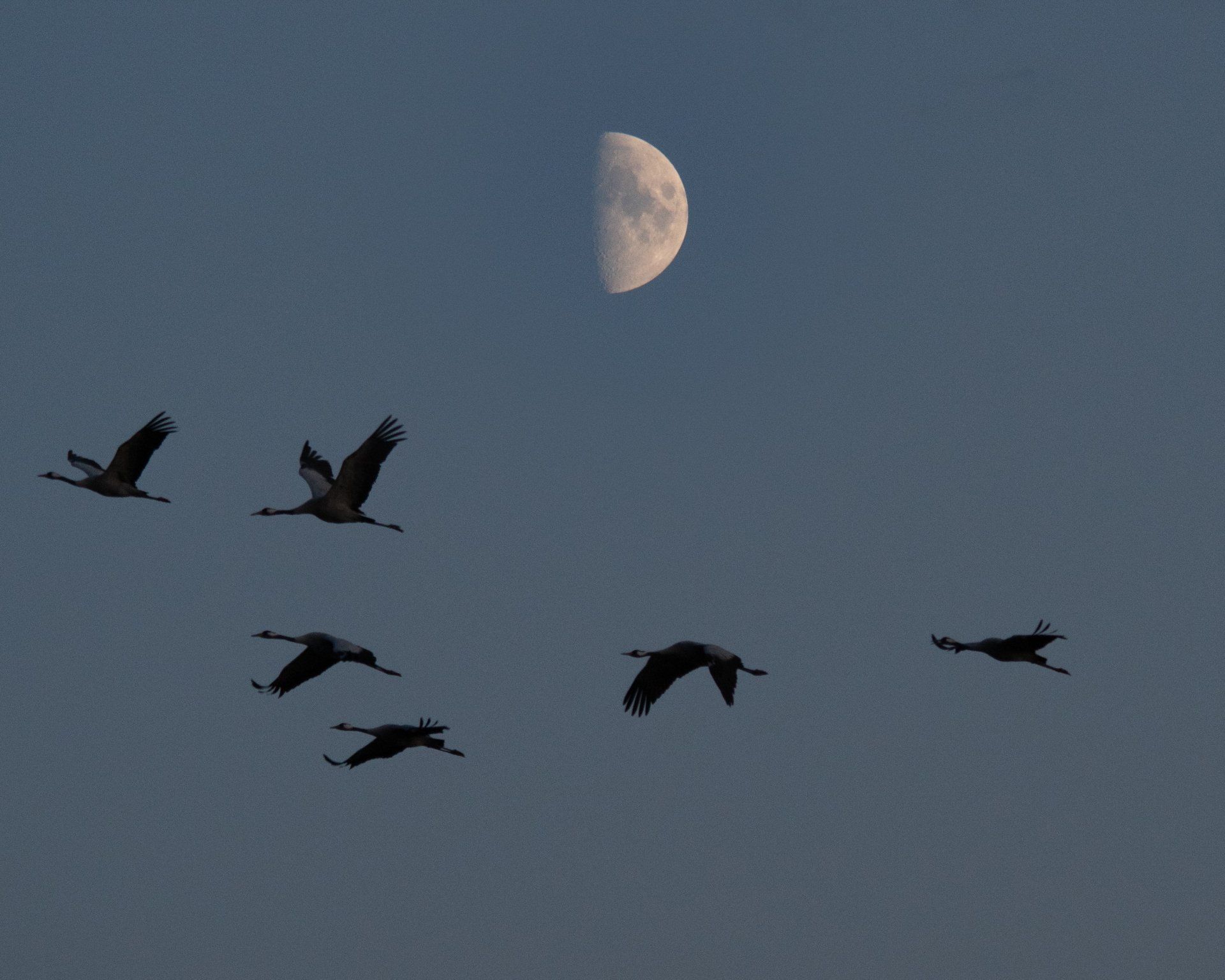 Kranich, Flug, Grus Grus, Mond,