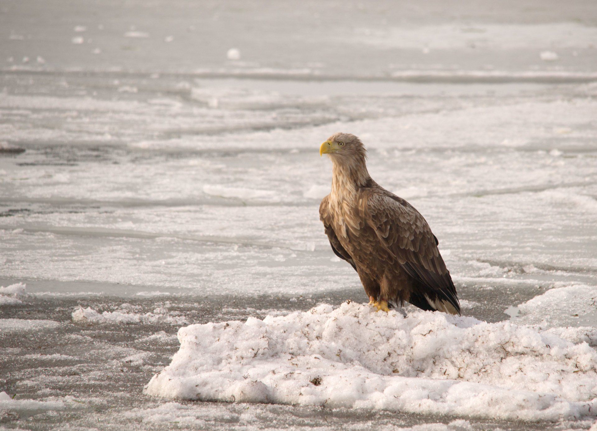 Seeadler, Eis, Winter, Adler, Greifvogel,