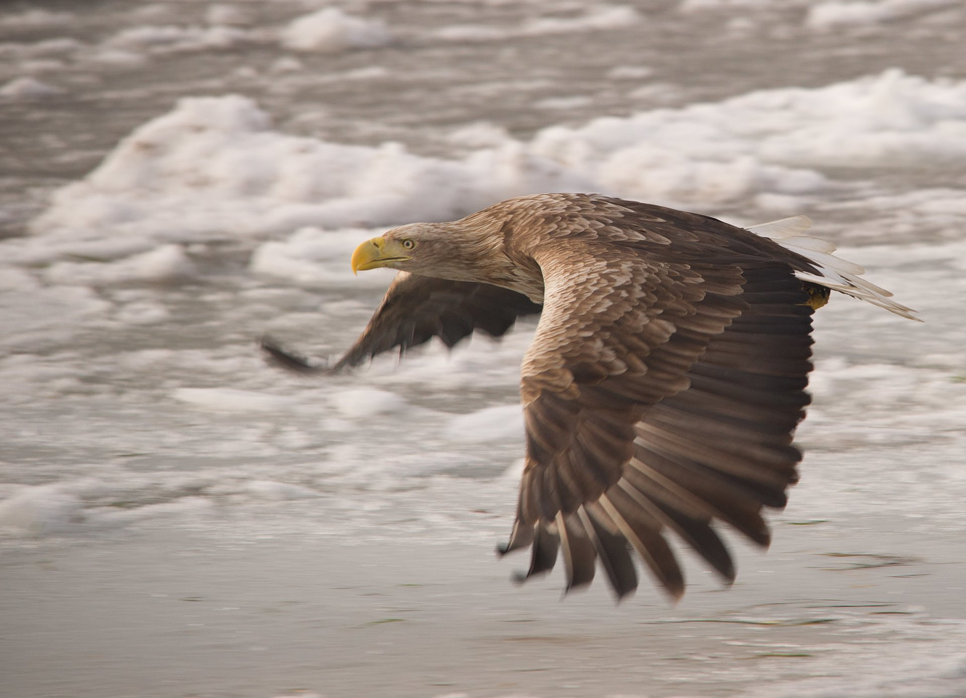 Seeadler, Eis, Winter, Adler, Greifvogel, Flug