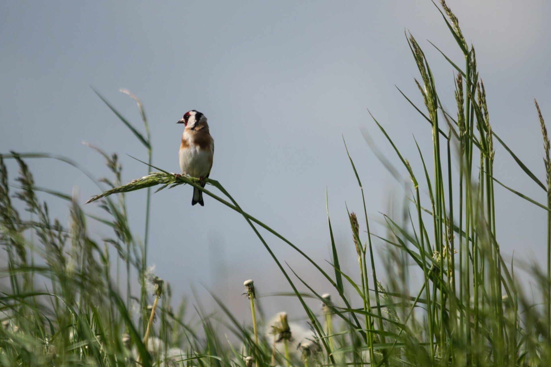 Distelfink, Stieglitz