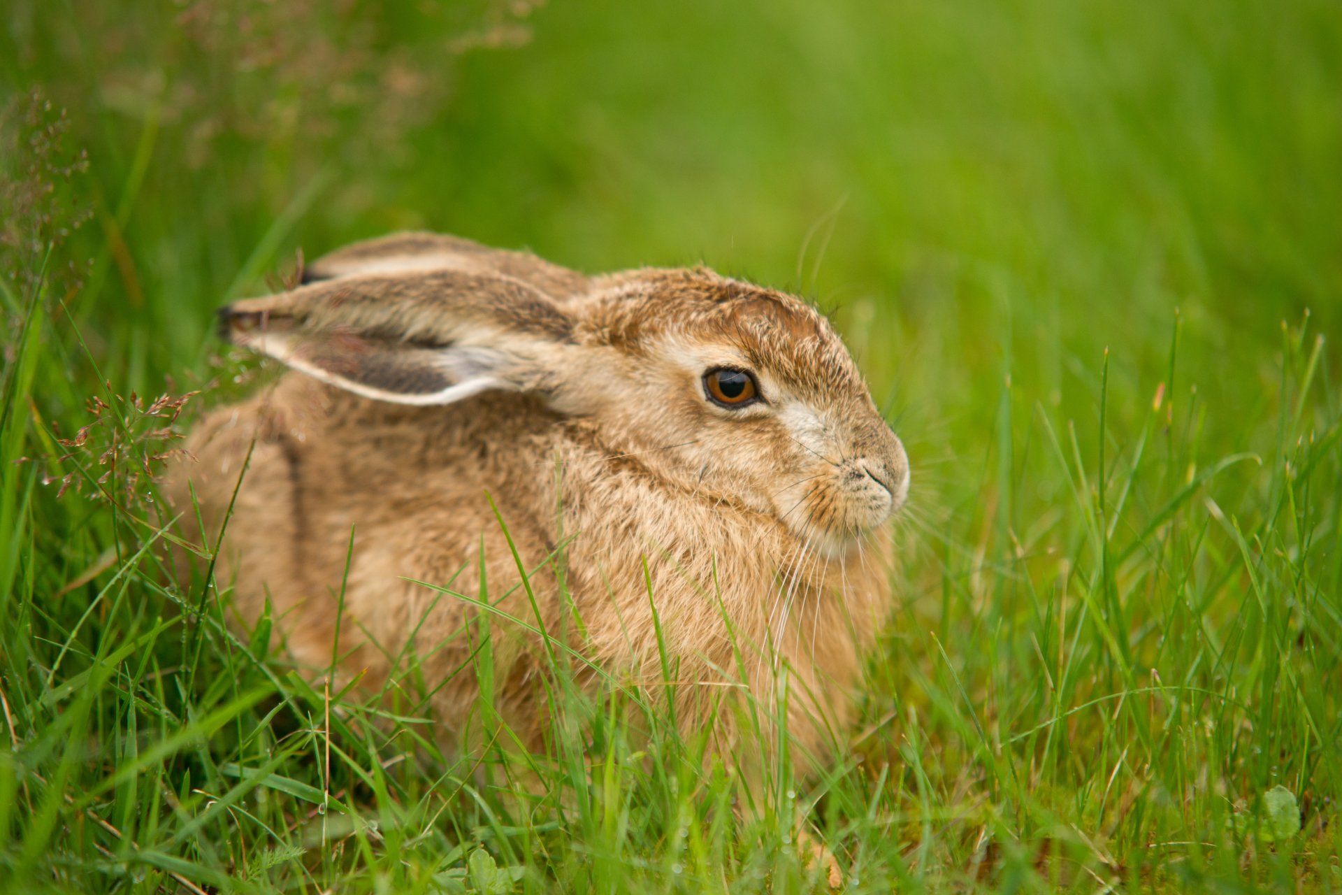 Hase, Feldhase, Mecklenburg-Vorpommern
