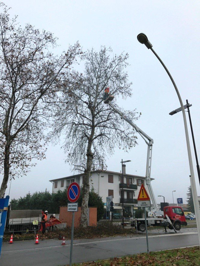 giardino con tulipani