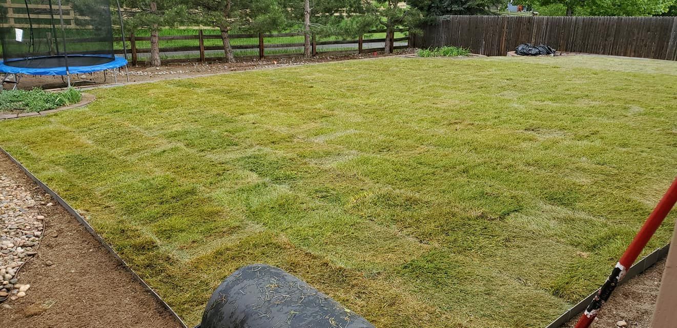 A person is raking a lush green lawn in a backyard.