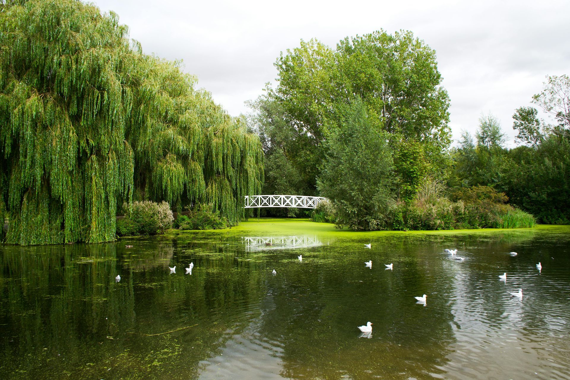 A scenic park pond with a white footbridge, weeping willow, lush trees, and several ducks swimming on the water.