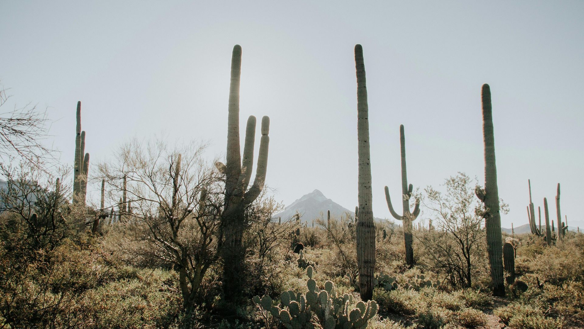Saguaro cacti rise above desert brush and dry scrubland toward a mountain peak under a bright, hazy sky.