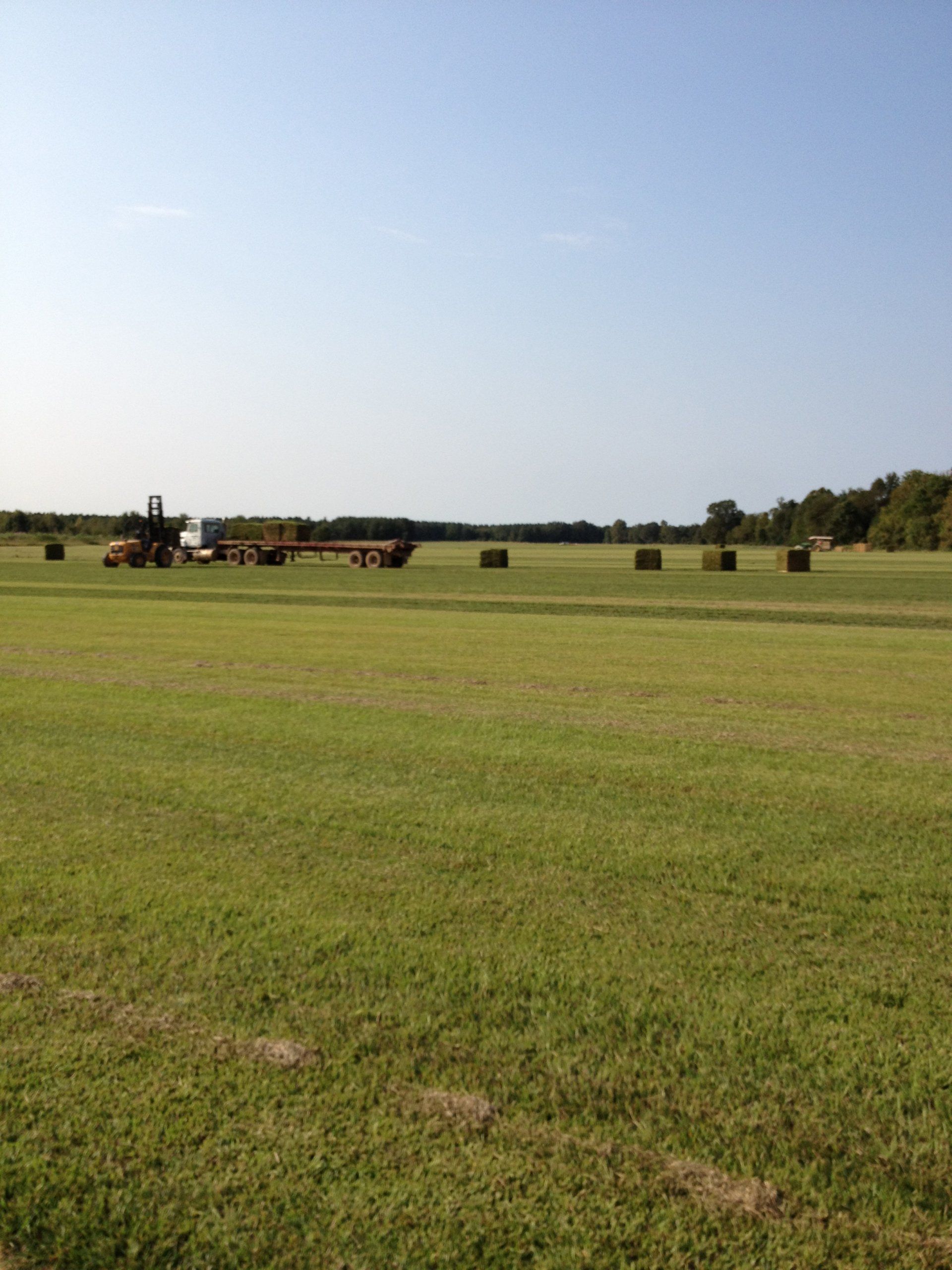 Bermuda Grass — Bermuda Grass Field in Bastrop, LA
