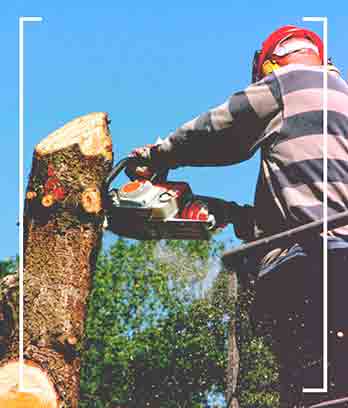 Man pruning a tree - Tree & Stump Removal in Swansea, MA