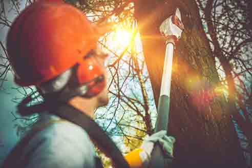 Pro cutting of tree branches - Tree & Stump Removal in Swansea, MA