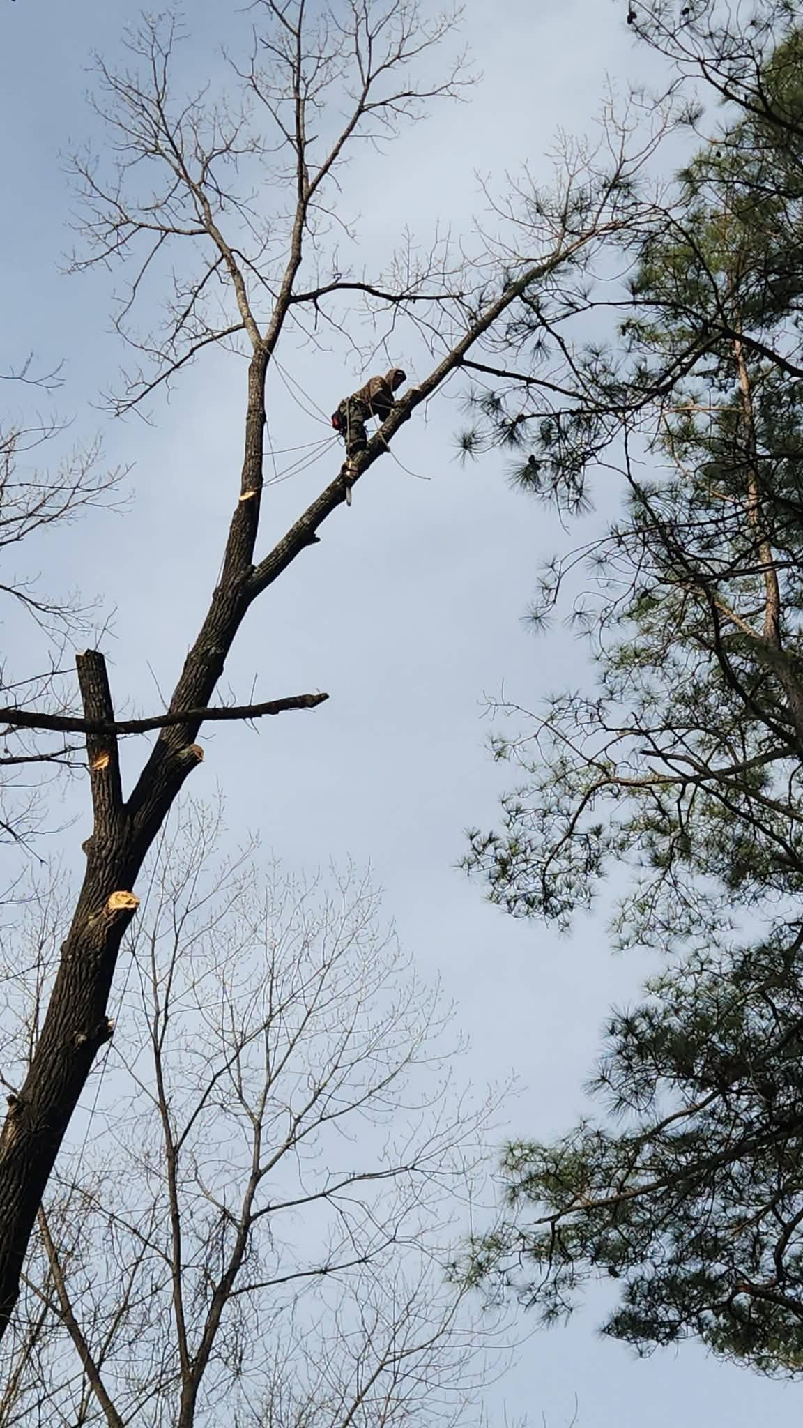 Arborist climbing and cutting tree branches Arkadelphia AR