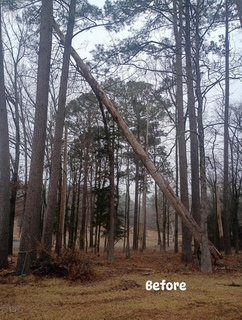Dangerous leaning pine tree near power lines Arkadelphia AR