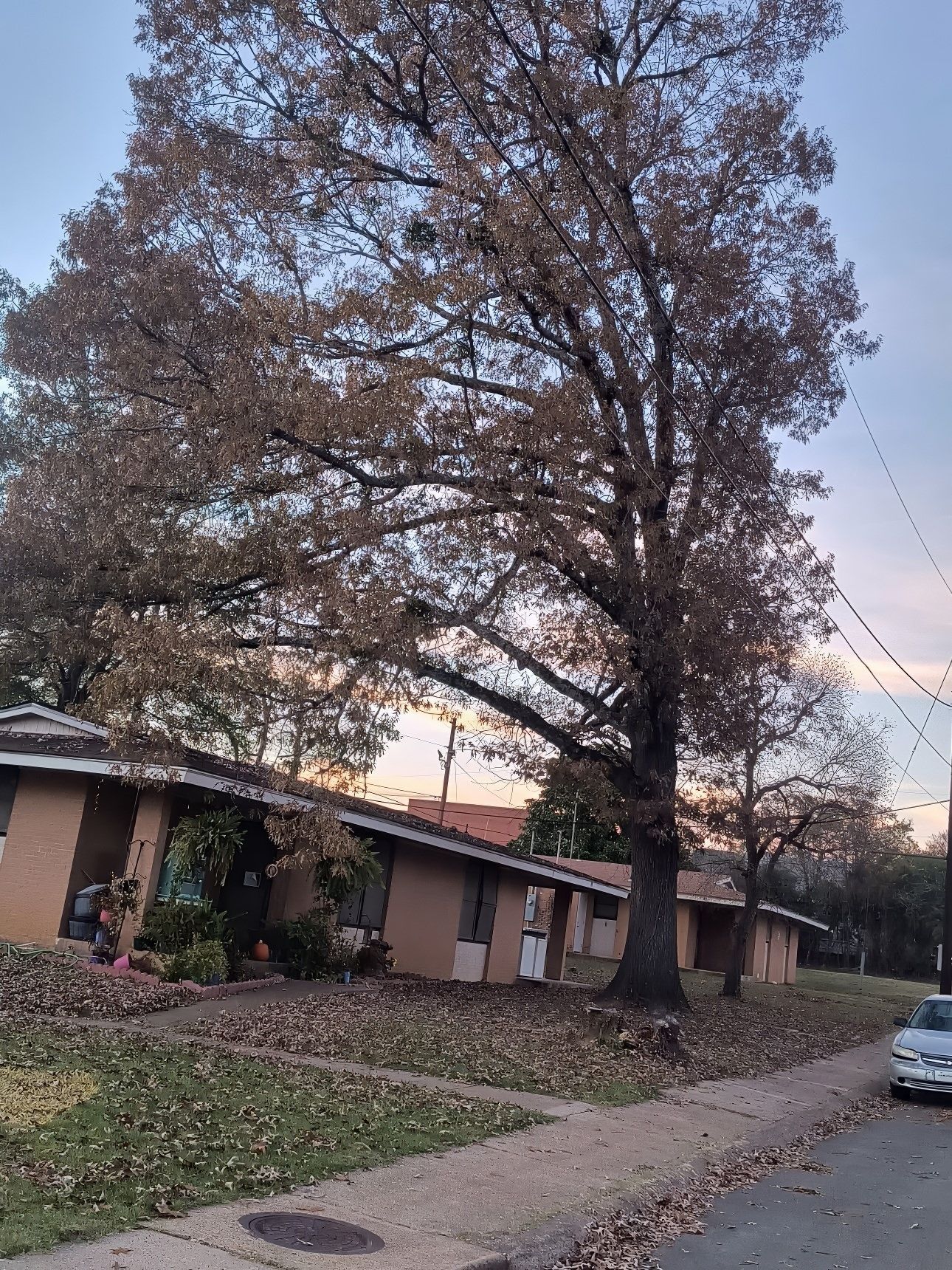 Large tree hanging over house professional trimming Clark County AR
