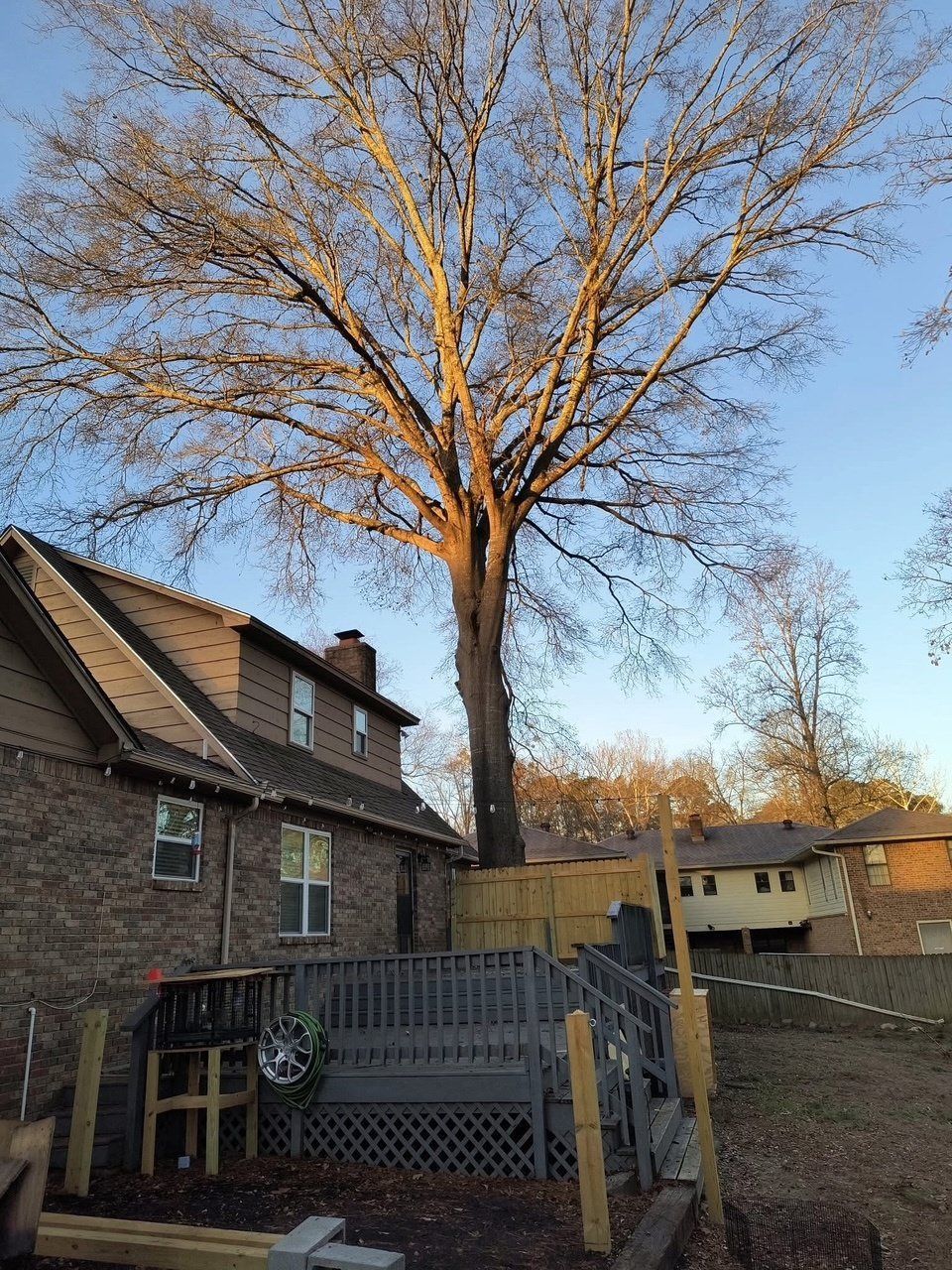 Mature oak tree near brick building Arkadelphia Arkansas