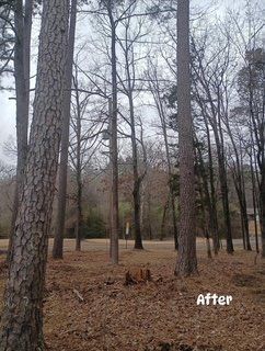 Land clearing with stumps visible in wooded area Clark County Arkansas