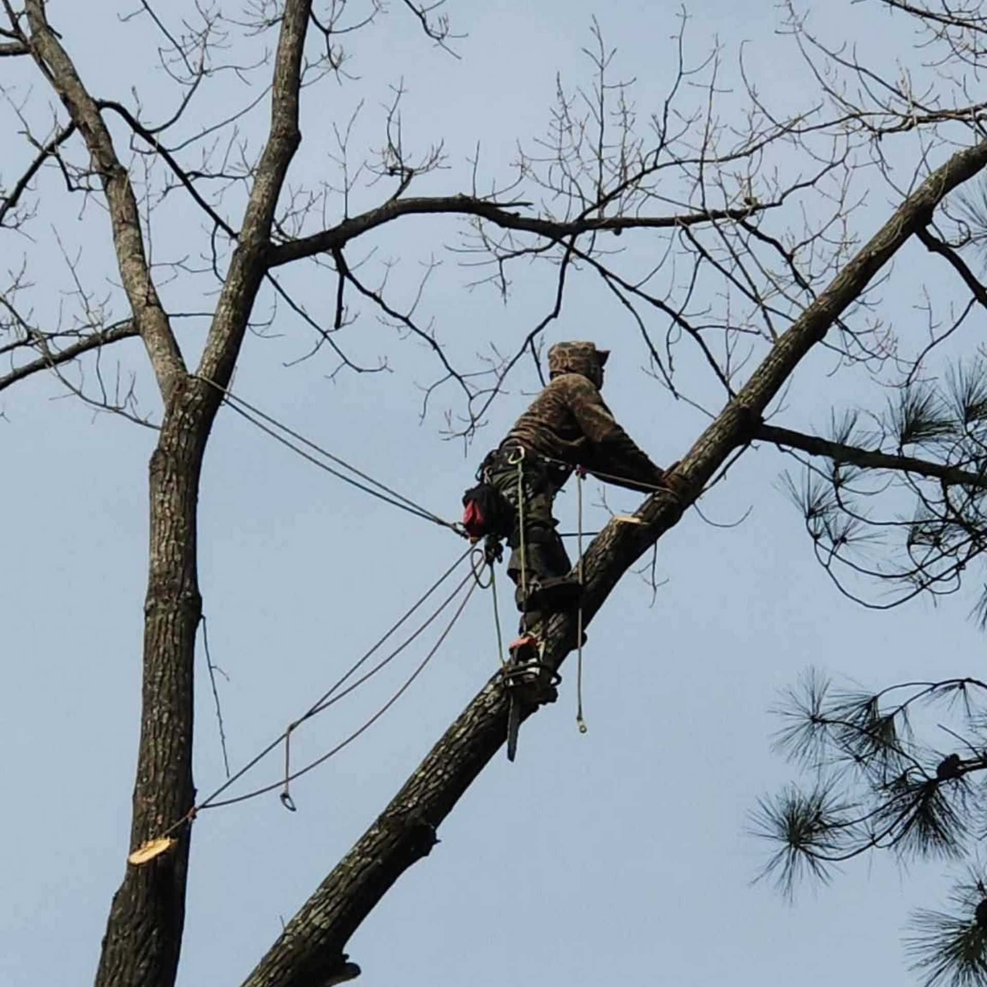 Plyler's Tree Service crew trimming a large oak tree in Arkadelphia Arkansas