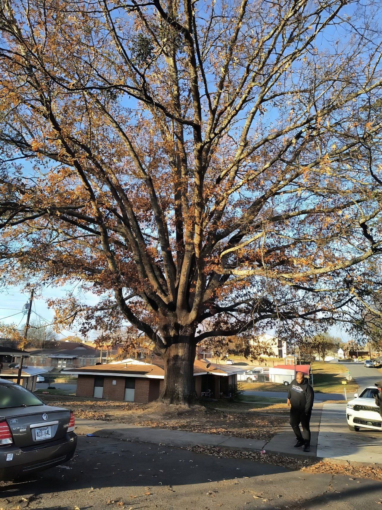 Large oak tree in residential neighborhood before removal Arkadelphia AR