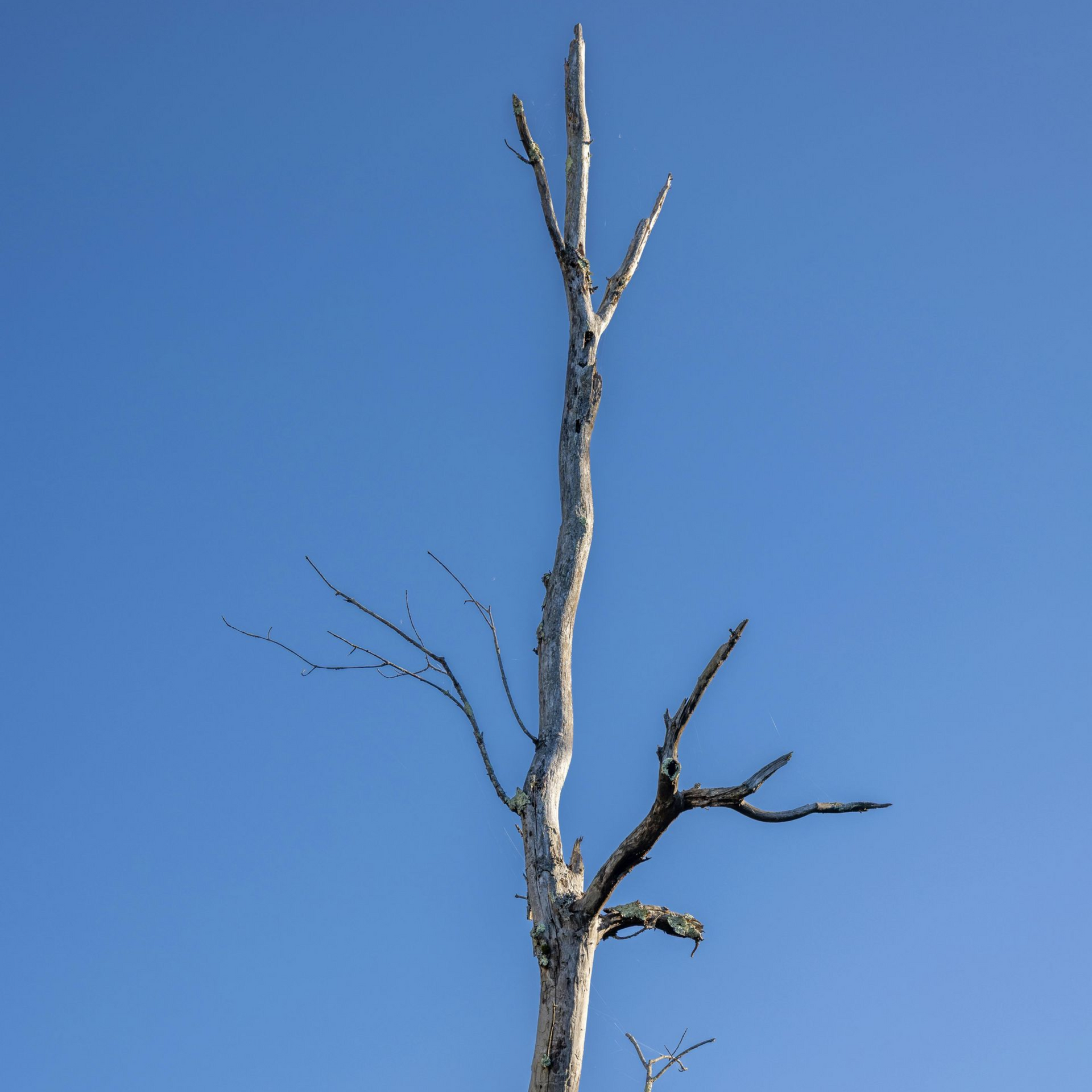 Large dead tree with bare branches and peeling bark standing in a residential yard in Arkansas showing signs of decline