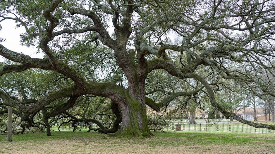 Mature oak tree in an Arkadelphia AR yard - Plyler's Tree Service guide to when to remove a tree