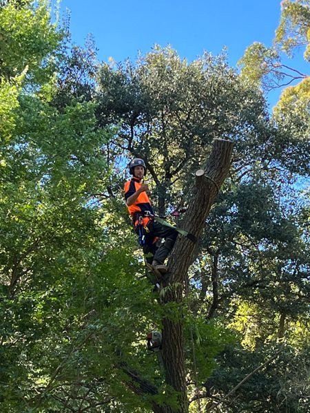 Tree pruning