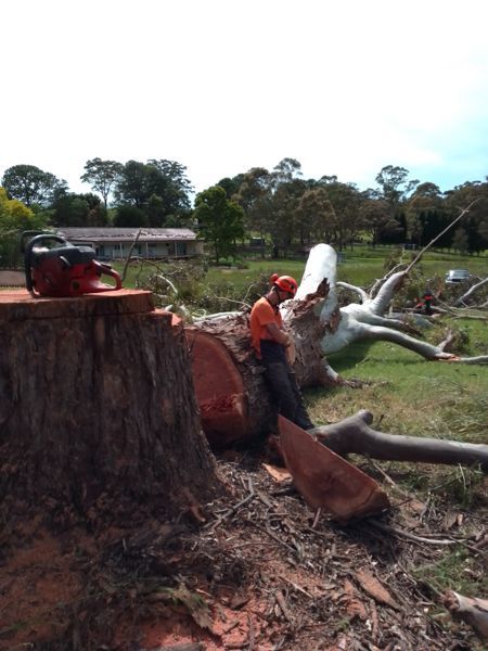 Emergency tree removal