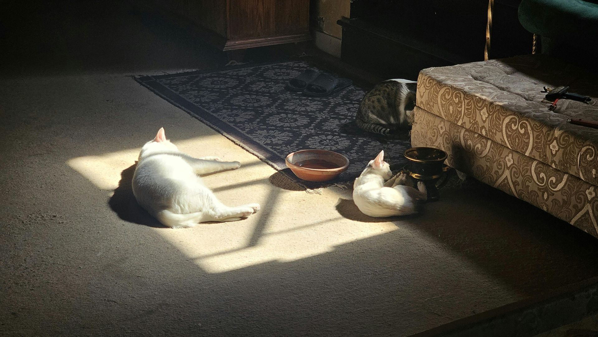 Personne peignant un mur blanc avec un rouleau à peinture, portant une casquette bleue et un t-shirt noir avec logo.
