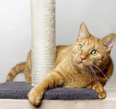 Scratching Post
