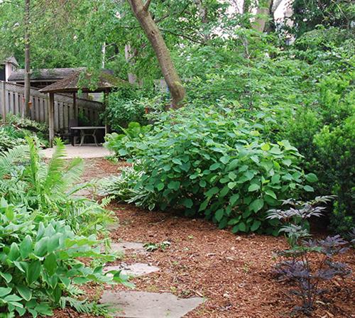 after back yard work Shade garden