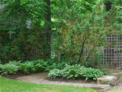 after side garden plantings