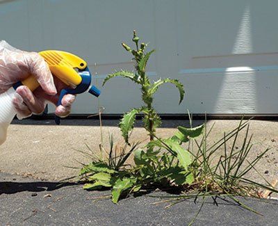 spraying weeds with natural killer