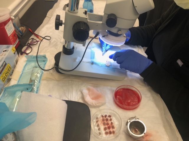 A technician in blue gloves works under a microscope, preparing small, red tissue samples in a lab setting.