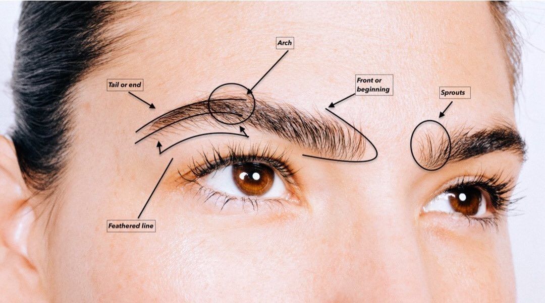 Diagram labeling brow anatomy on a woman's face, including head, arch, tail, and other labeled sections.