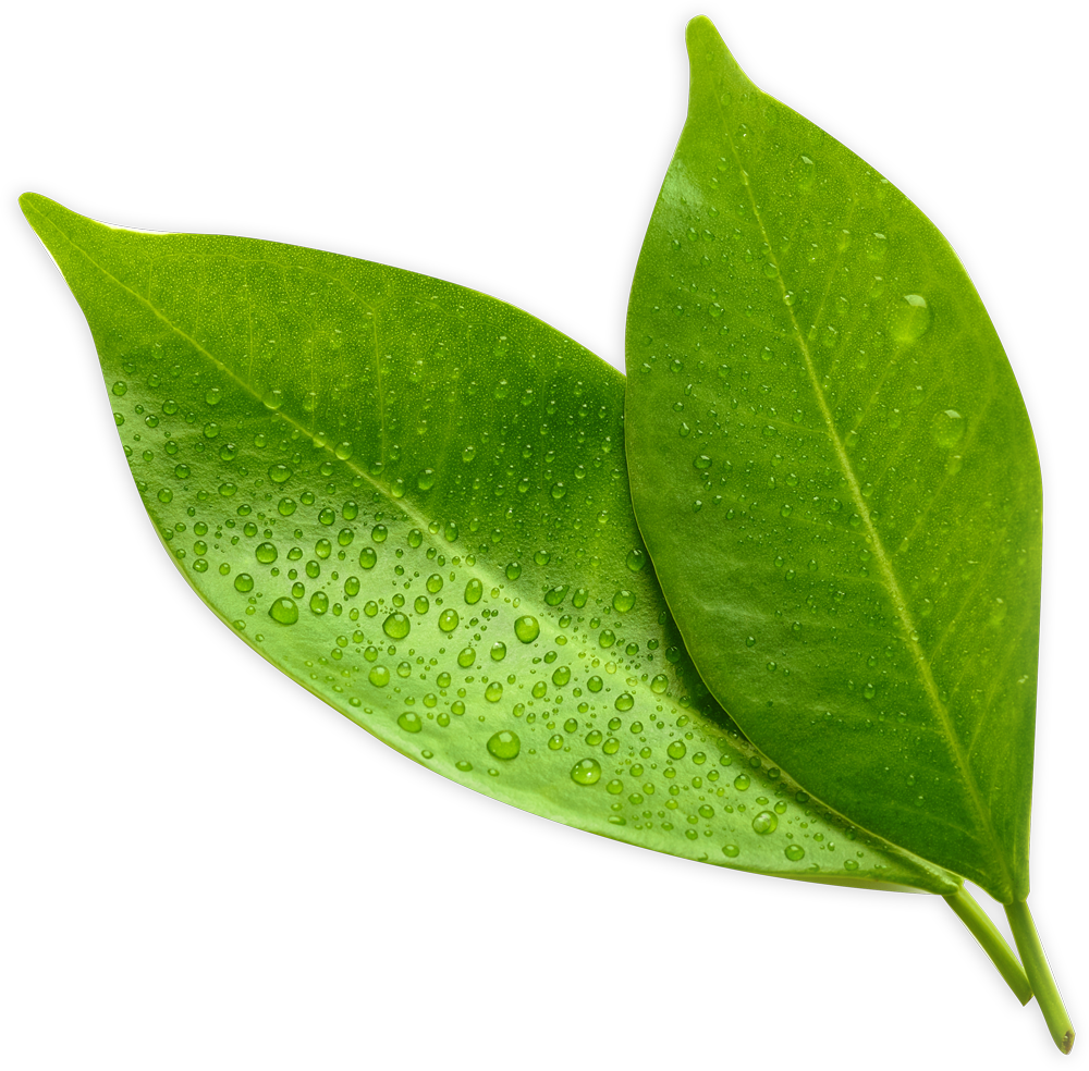 Green Leaf