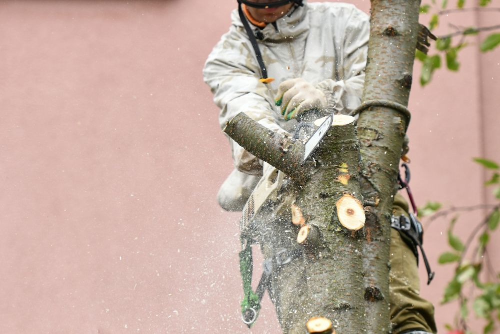 A Man Is Cutting Down A Tree With A Chainsaw — Chop N Chip Tree Fellas In Roseneath, QLD