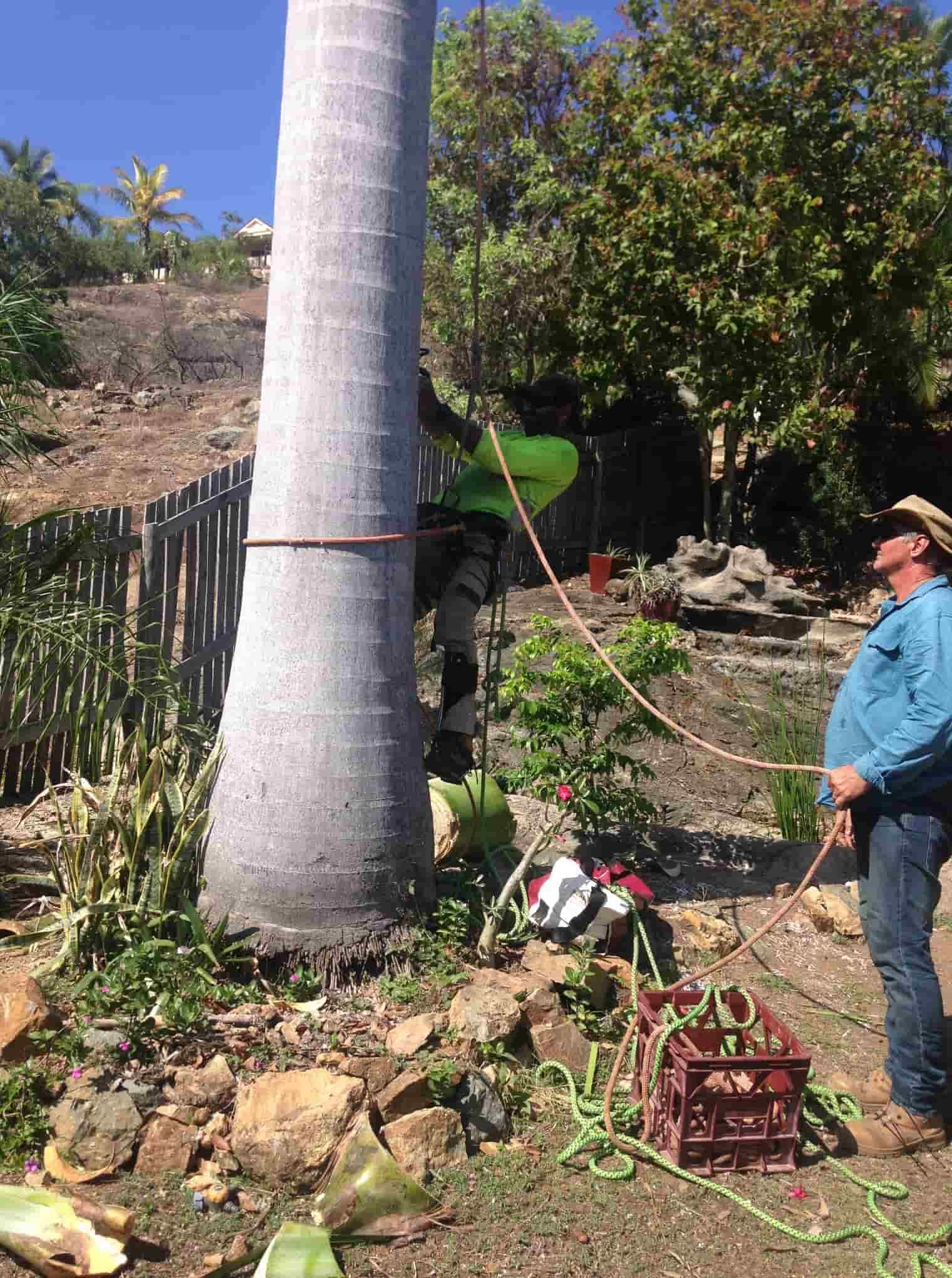 A Man Is Standing Next To A Large Palm Tree — Chop N Chip Tree Fellas In Roseneath, QLD