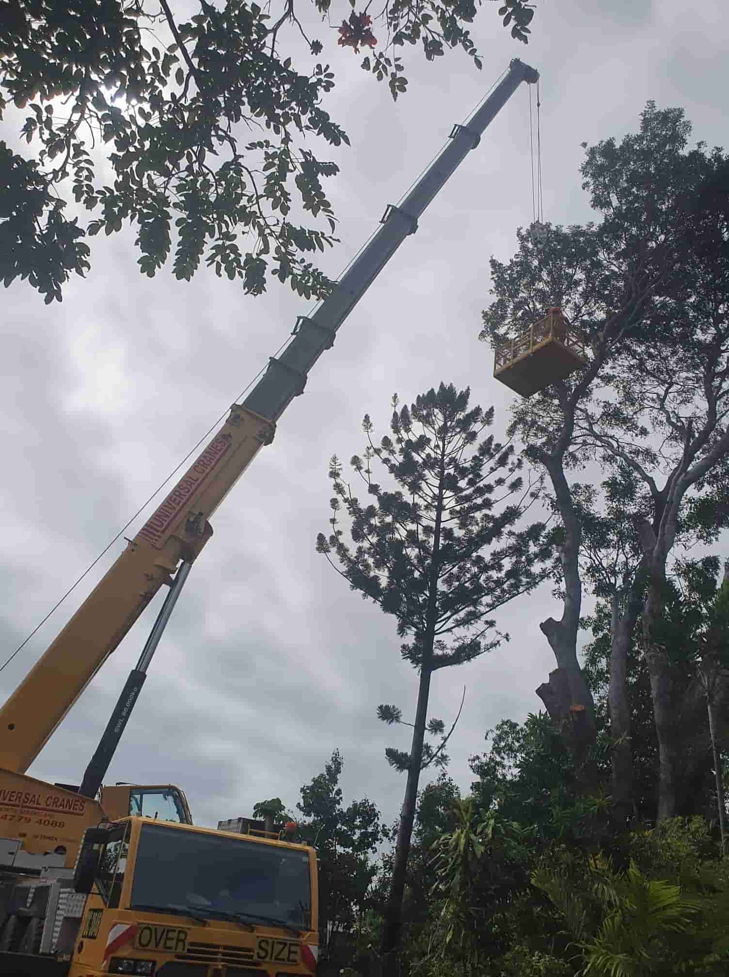 A Yellow Crane Is Lifting A Tree In A Forest — Chop N Chip Tree Fellas In Roseneath, QLD