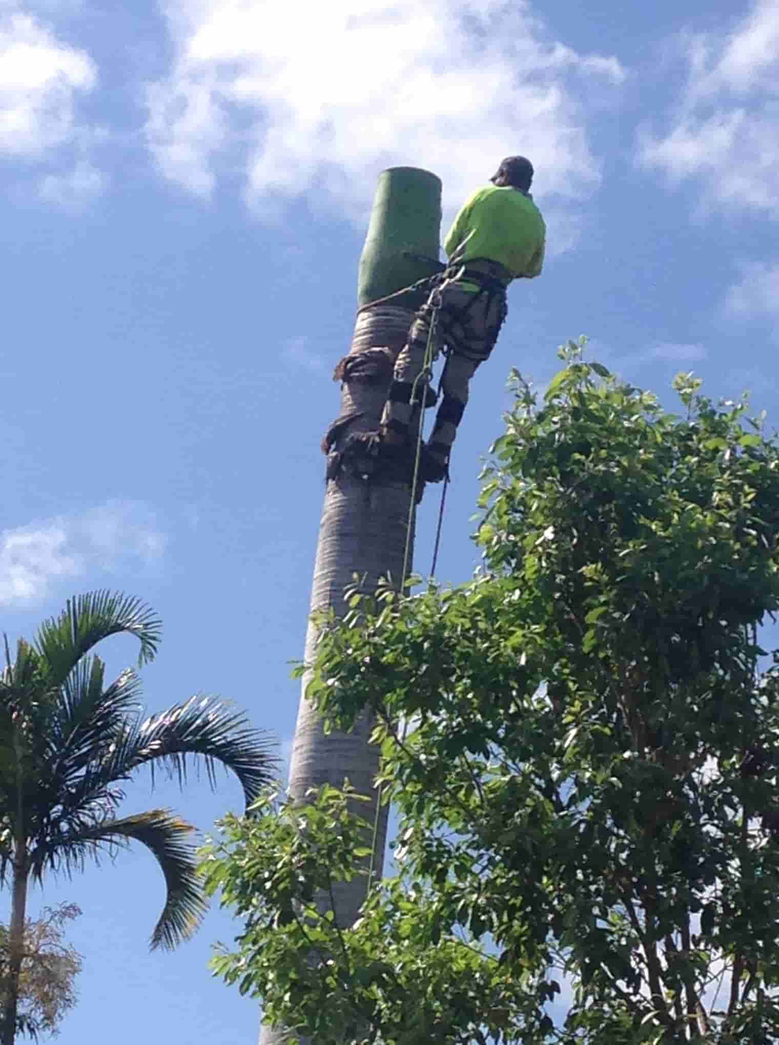 A Man Is Climbing Up The Side Of A Palm Tree — Chop N Chip Tree Fellas In Roseneath, QLD