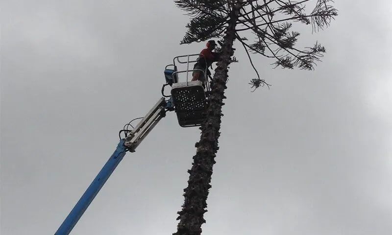 A Man Is Cutting A Tree With A Crane — Chop N Chip Tree Fellas In Roseneath, QLD