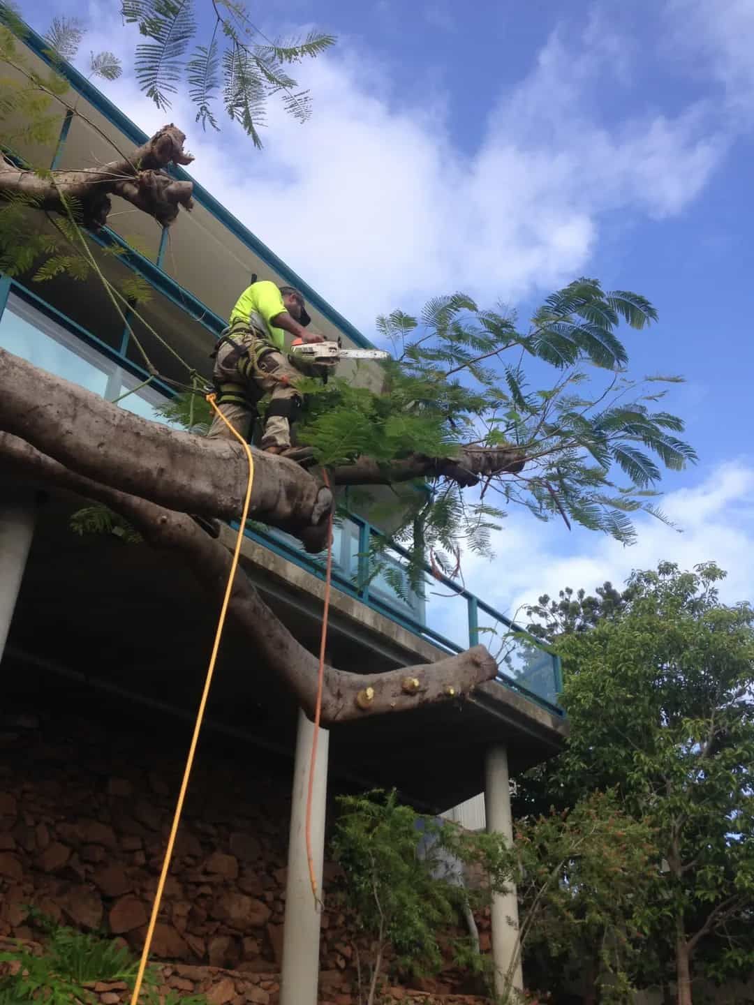 A Man Is Cutting A Tree Branch On The Side Of A Building — Chop N Chip Tree Fellas In Roseneath, QLD