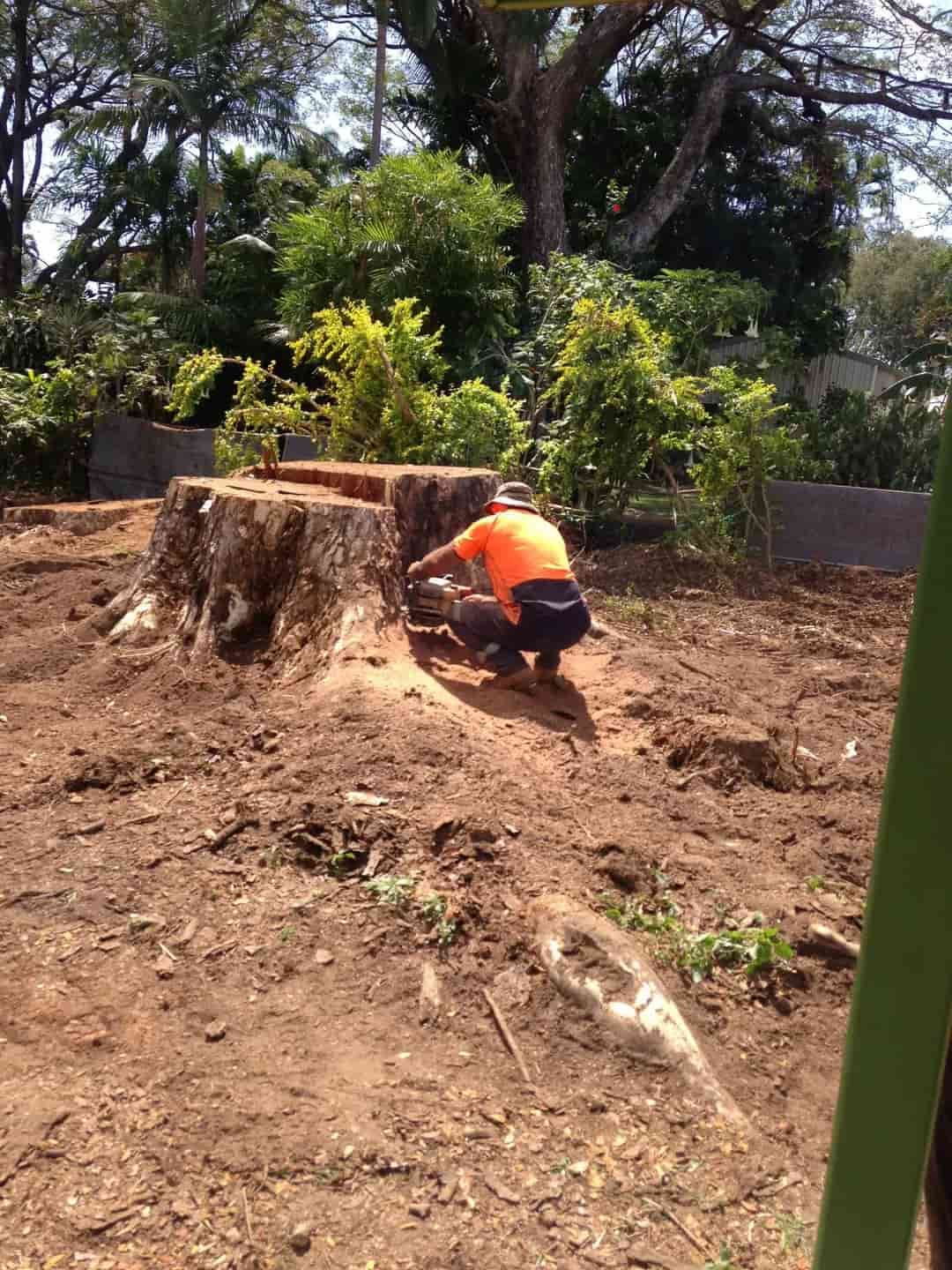 A Man Is Kneeling Down Next To A Large Stump — Chop N Chip Tree Fellas In Roseneath, QLD