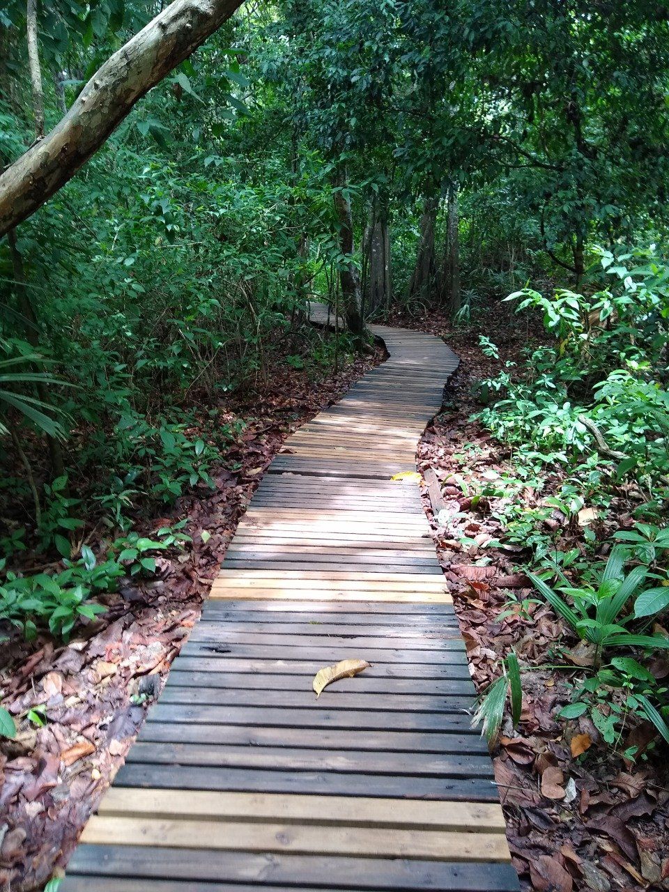 Una pasarela de madera serpentea a través de un frondoso bosque. Una hoja caída reposa en el camino.