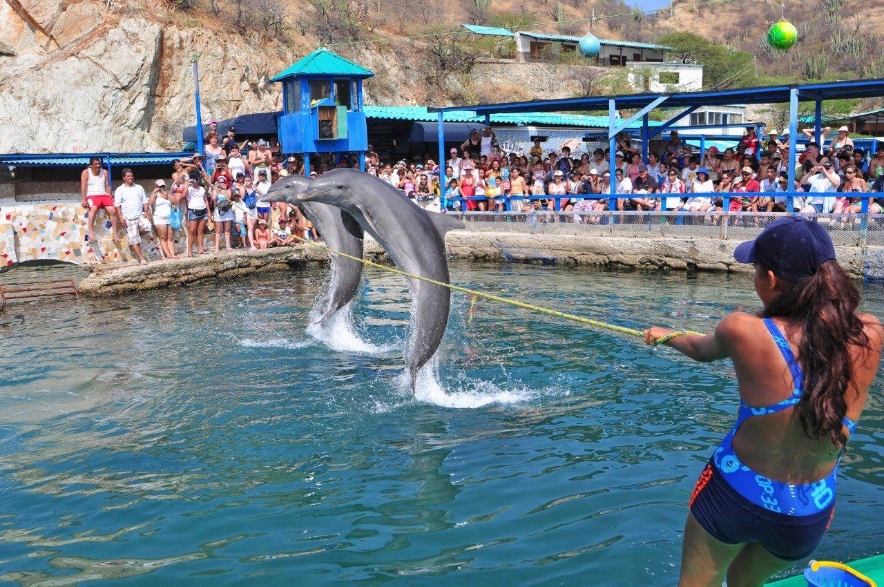 Delfines saltando en una piscina durante un espectáculo, un artista sosteniendo una cuerda y el público observando.