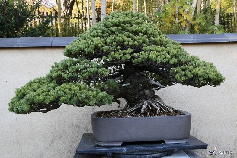 Bonsai