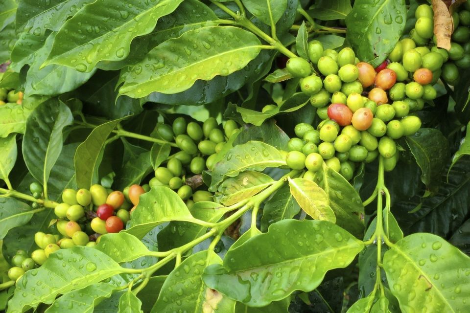 coffee berries
