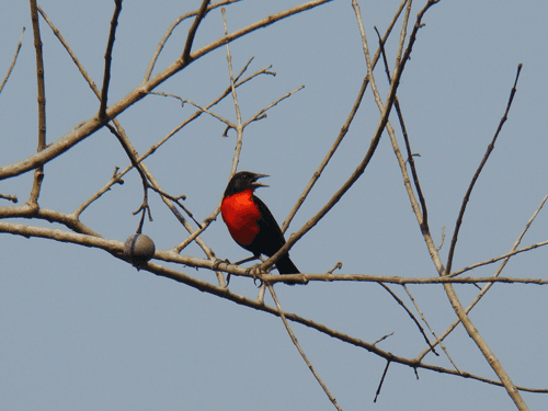 Manaus bird