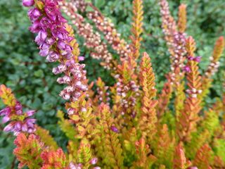 New York Gardens