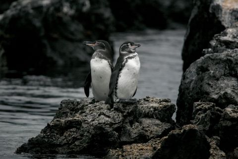 enchanted island eco tours galapagos tours