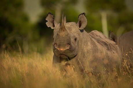 Protect Wildlife: Stop Poaching, Fund A Ranger During The Pandemic