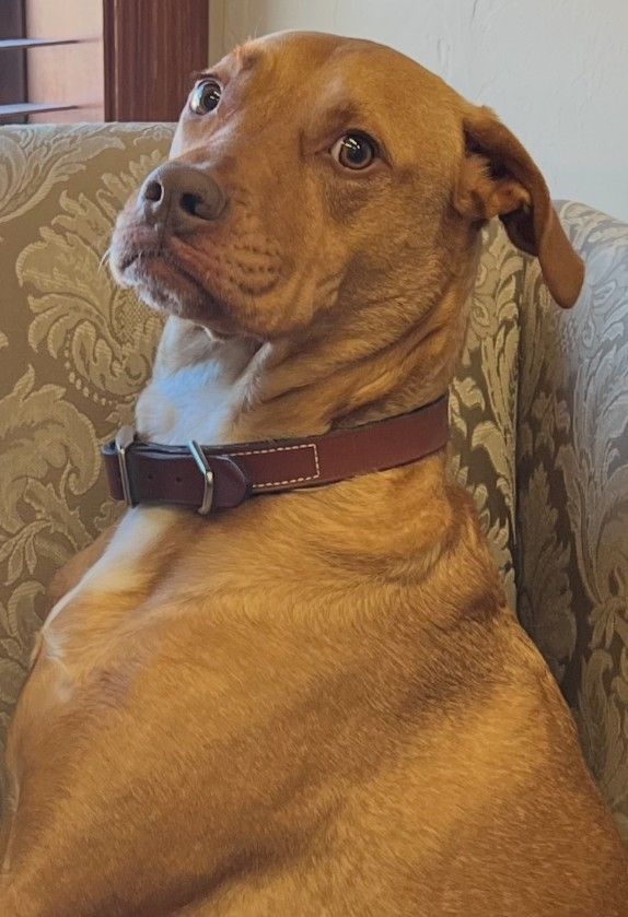 A brown dog with a black collar is looking at the camera