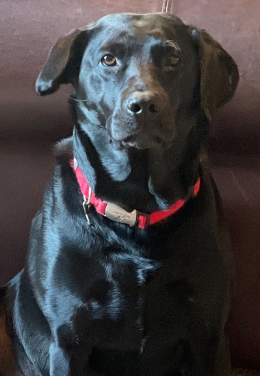 A black dog with a red collar is sitting in front of a stone wall