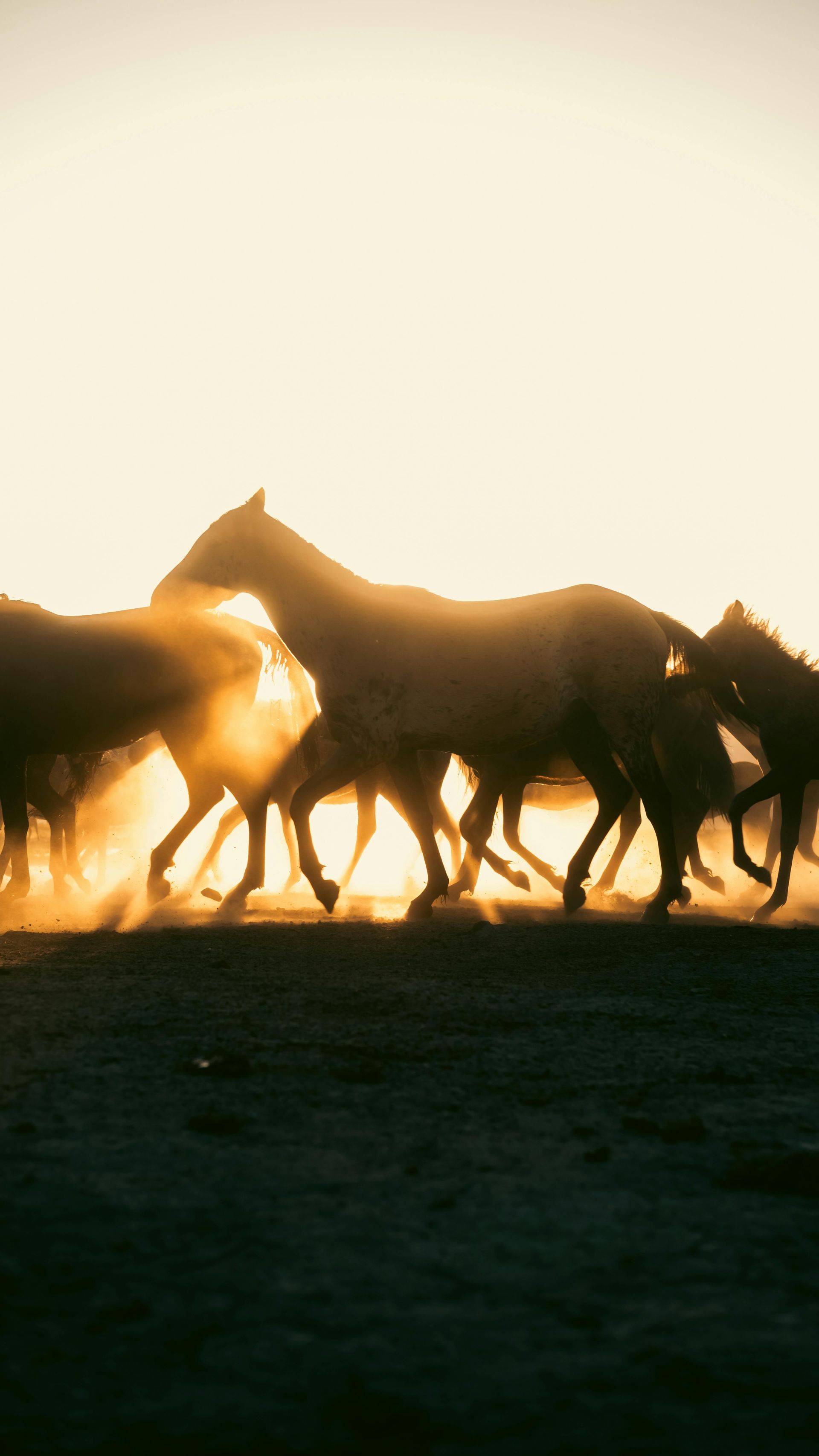 Horses galloping across a dusty field, silhouetted against a bright, golden sunset.