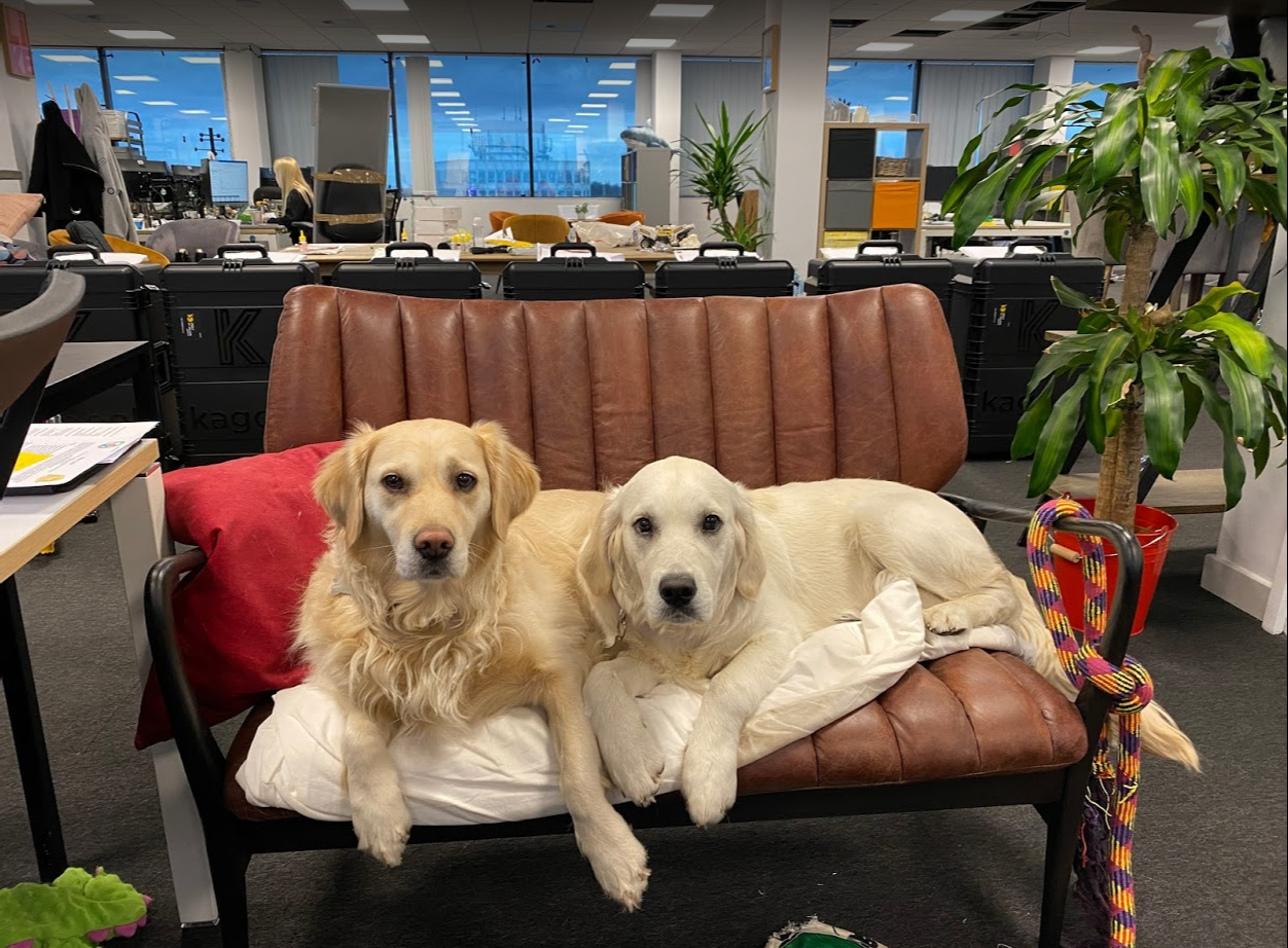 Two dogs are laying on a couch in an office.
